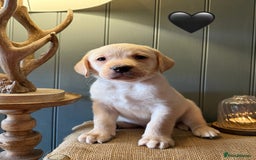 Labrador Retriever dogs for sale: LABS OUTSTANDING HEALTH STATUS- 283 DNA - Image 6