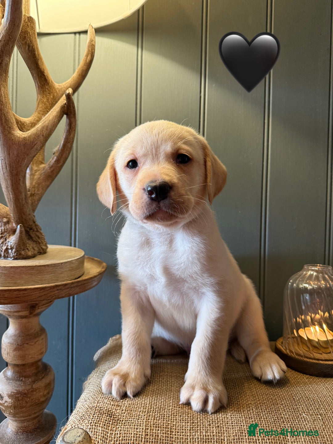 Labrador Retriever dogs for sale: LABS OUTSTANDING HEALTH STATUS- 283 DNA - Image 6