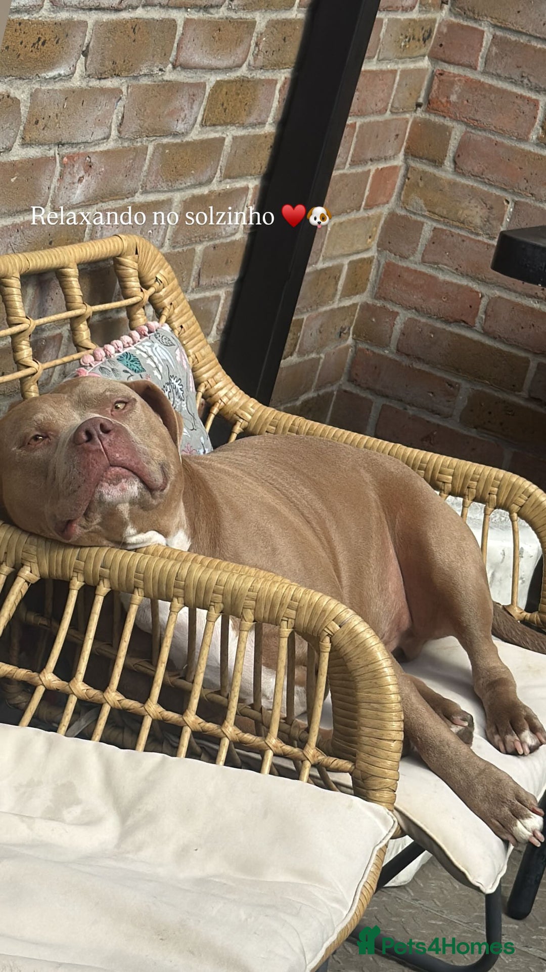 American Bully dogs for sale: Looking  for new home  - Advert 4