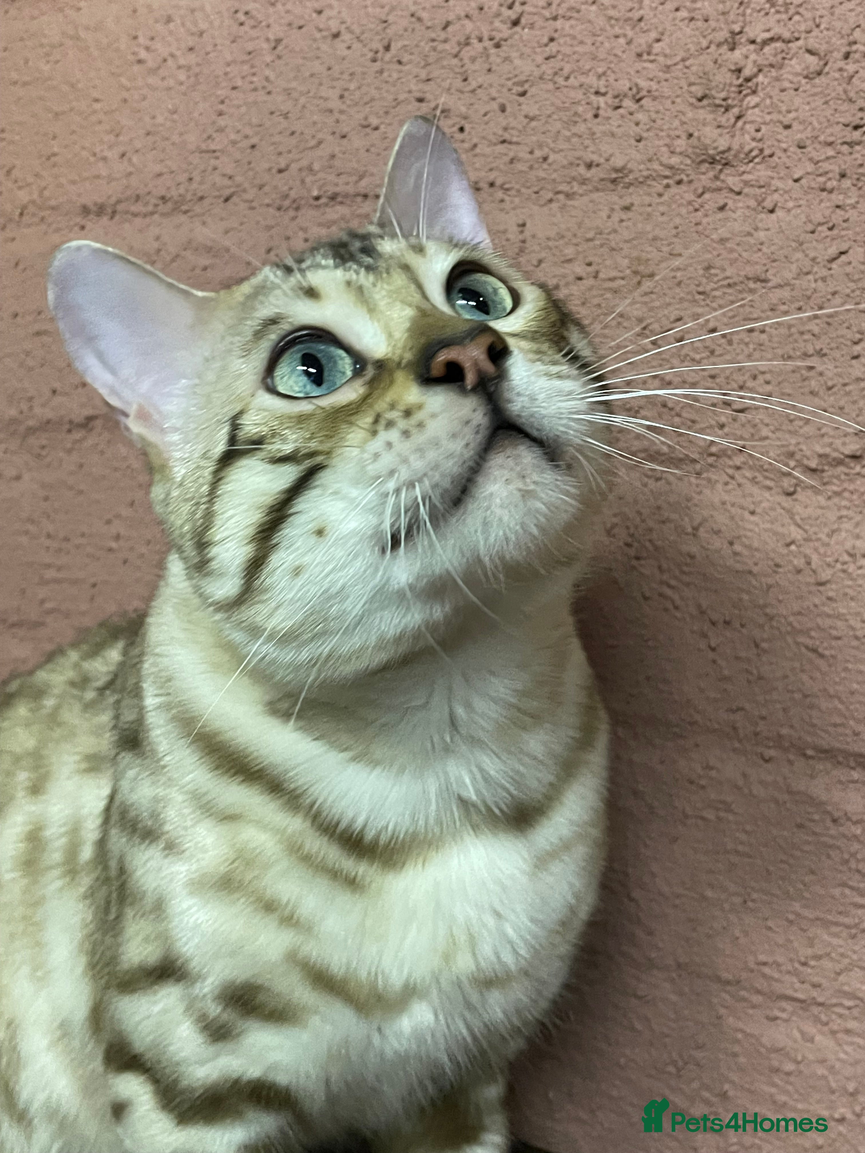 Bengal cats Bengal boy - Advert 1