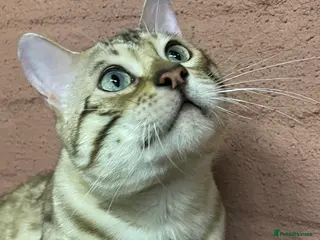 Bengal cats Bengal boy - Advert 1