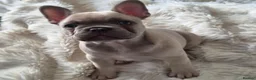 French Bulldog dogs for sale: Lilac fawn beautiful Frenchie boy. Singleton in Canvey Island - Advert 7