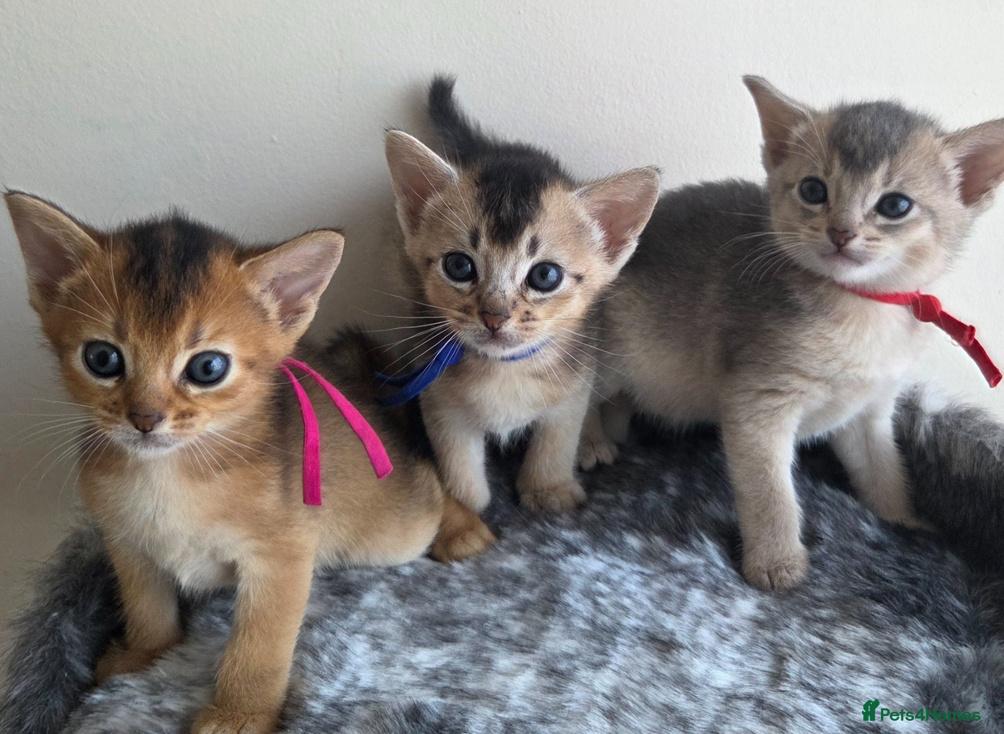 Abyssinian cats ⚜️Beautiful Abyssinian Kittens🏆 - Advert 2