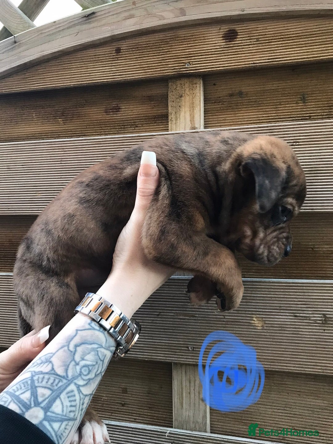 Mixed Breed dogs for sale: Bullweiller pups Merle  - Advert 22