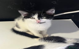 Domestic Shorthair cats for sale: 4 kittens for sale - Image 4