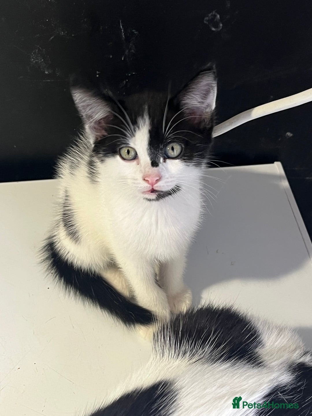 Domestic Shorthair cats for sale: 4 kittens for sale - Image 4