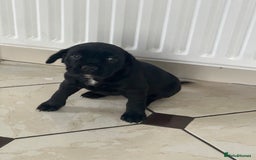 Mixed Breed dogs for sale: Sprocker cross blue staffy puppies for sale  - Image 2