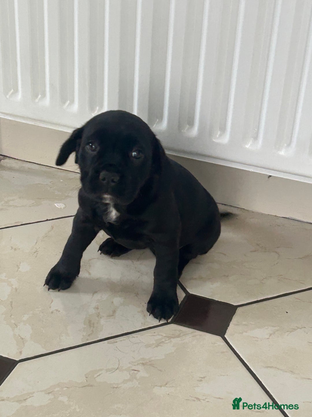 Mixed Breed dogs for sale: Sprocker cross blue staffy puppies for sale  - Image 2