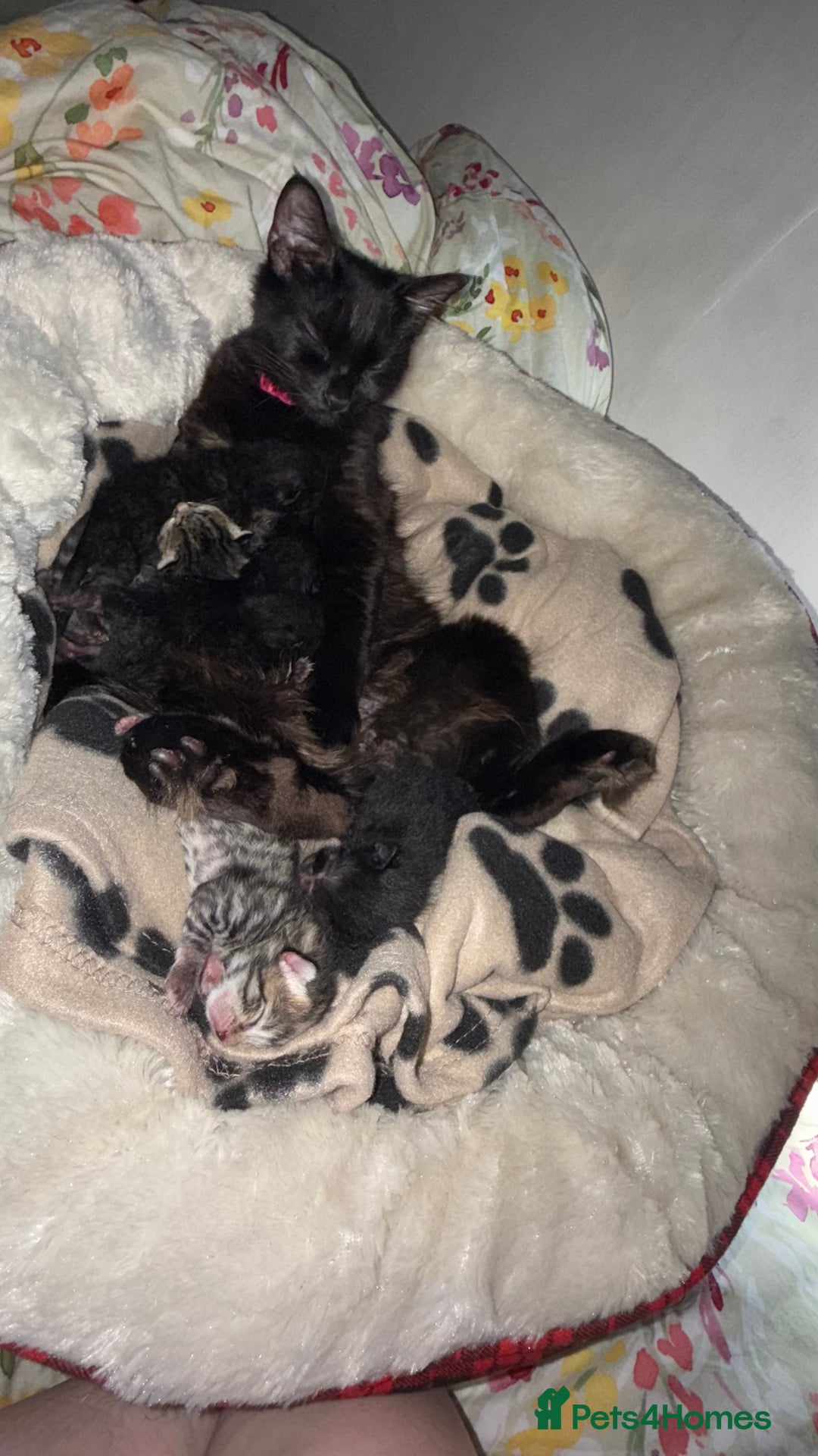 British Shorthair cats for sale: Black male kittens  - Image 2
