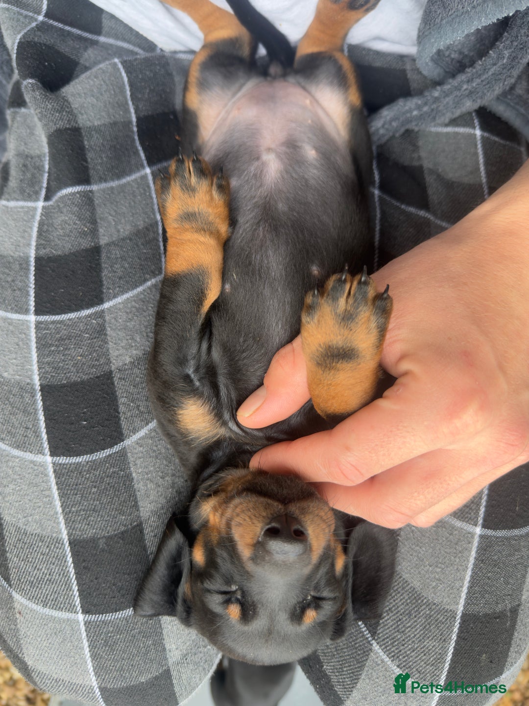 Dachshund dogs for sale: Dachshunds One male and one female black/tan  in Basildon - Image 11