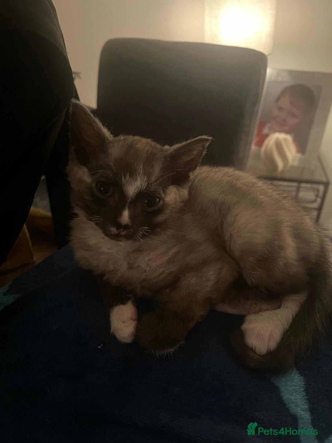 British Shorthair cats for sale: 3 kittens looking for forever home. Ready to leave - Advert 5