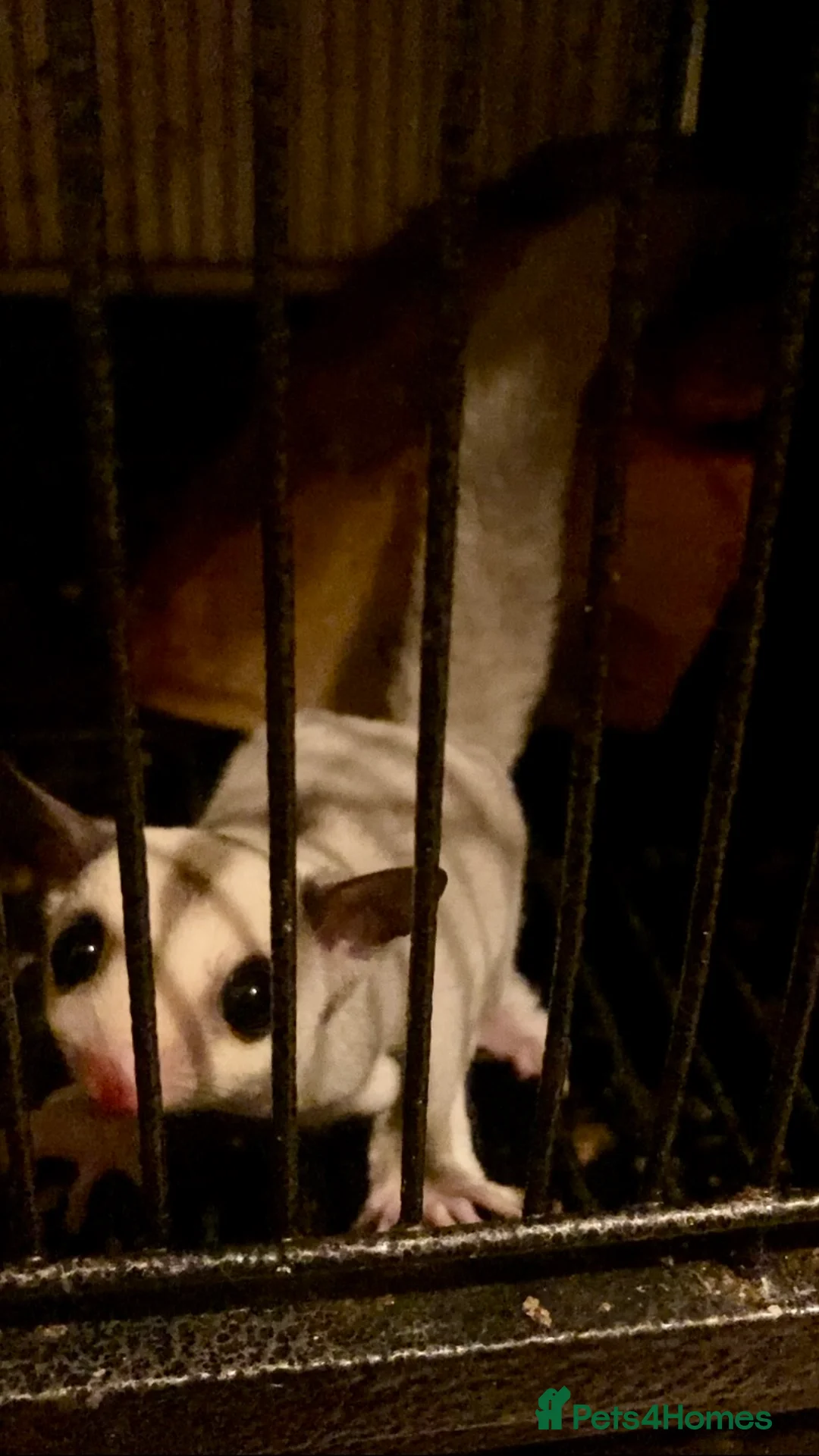 Sugar Glider rodents for sale: Platinum baby sugar gliders  - Advert 5
