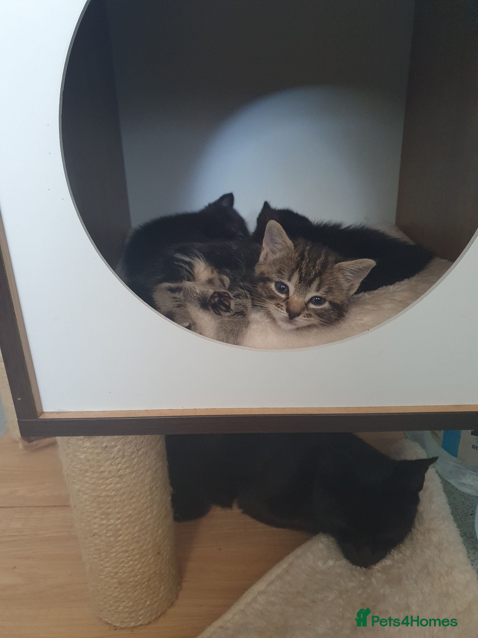 Mixed Breed cats Kittens for sell - Advert 5