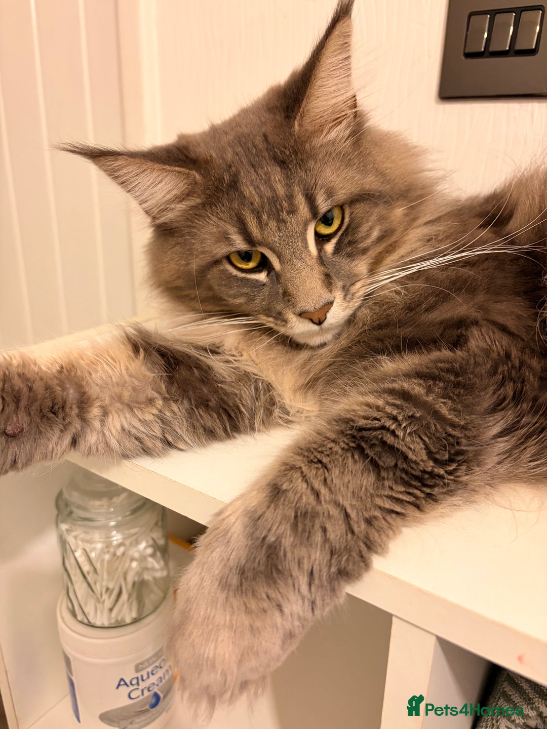 Maine Coon cats for sale: 🐾 Stunning Maine Coon for Sale – Lennox 🐾 - Advert 3