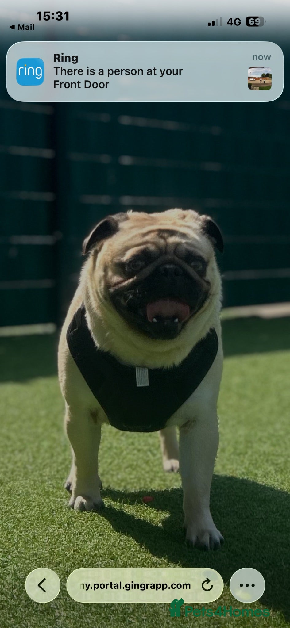 Pug dogs Fawn pug  - Advert 2