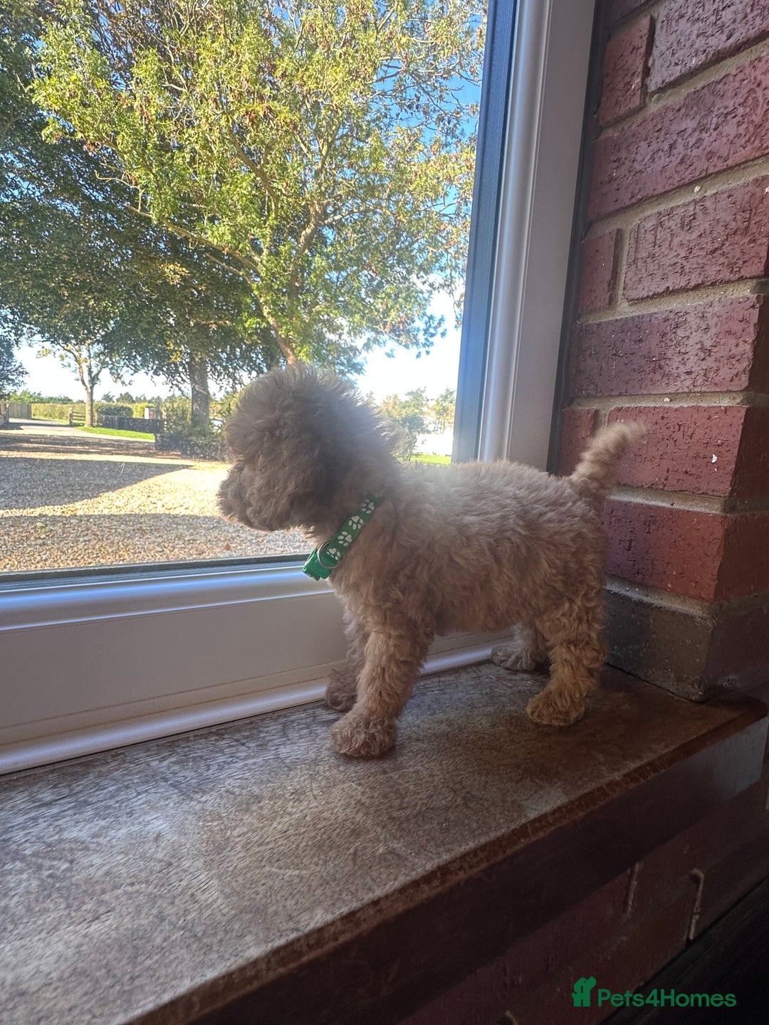 Cockapoo dogs for sale: 8 beautiful, stunning cockapoo  - Image 10