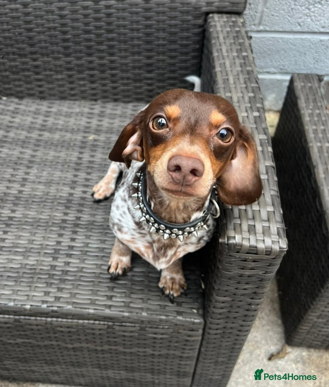 Miniature Dachshund dogs for stud: Miniature dachshund for stud with ticking  - Advert 3