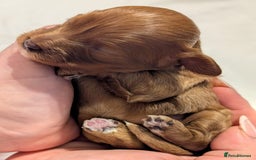 Cavapoo dogs for sale: Rare extensively health tested F1 cavapoos  - Image 9