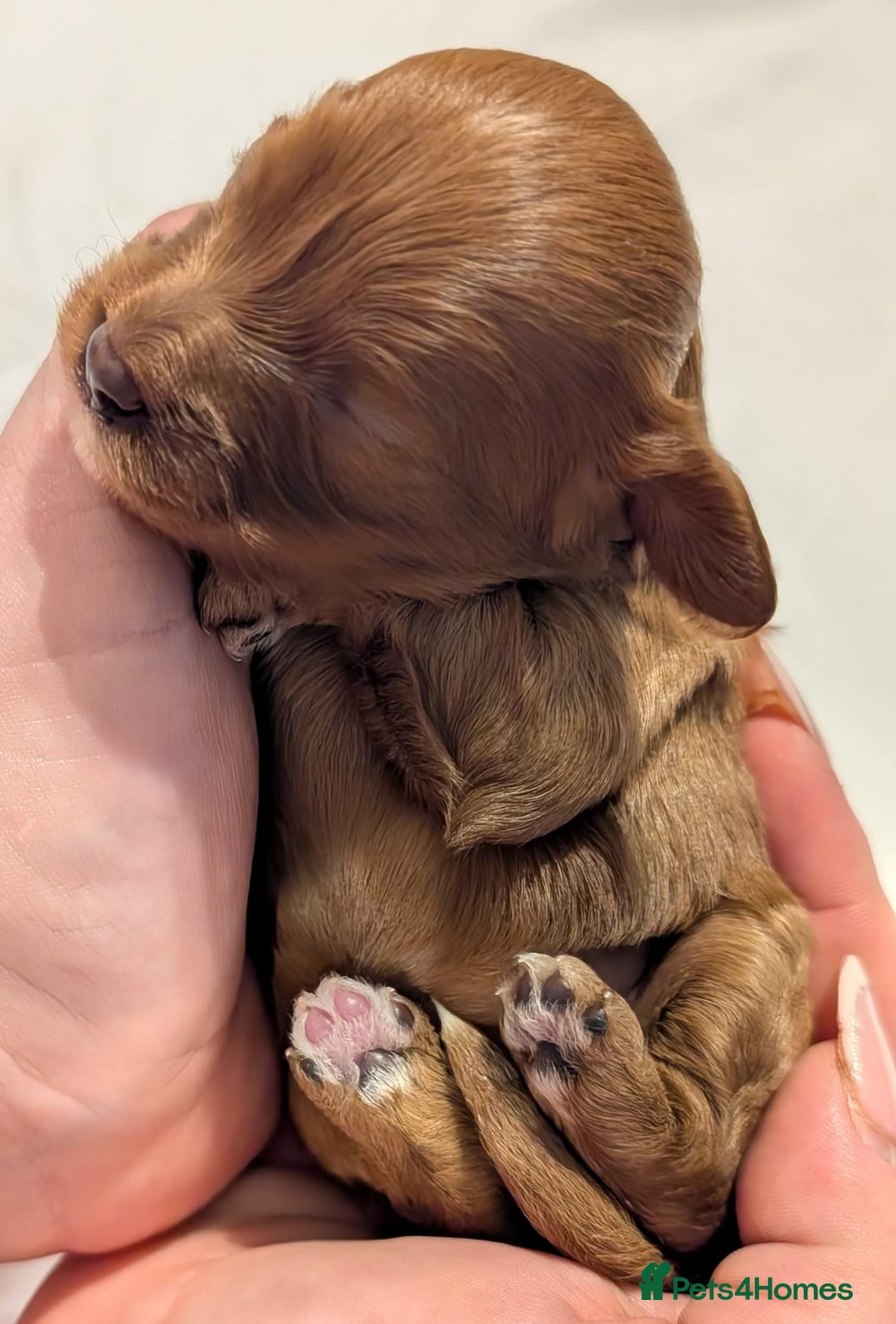 Cavapoo dogs for sale: Rare extensively health tested F1 cavapoos  - Image 9