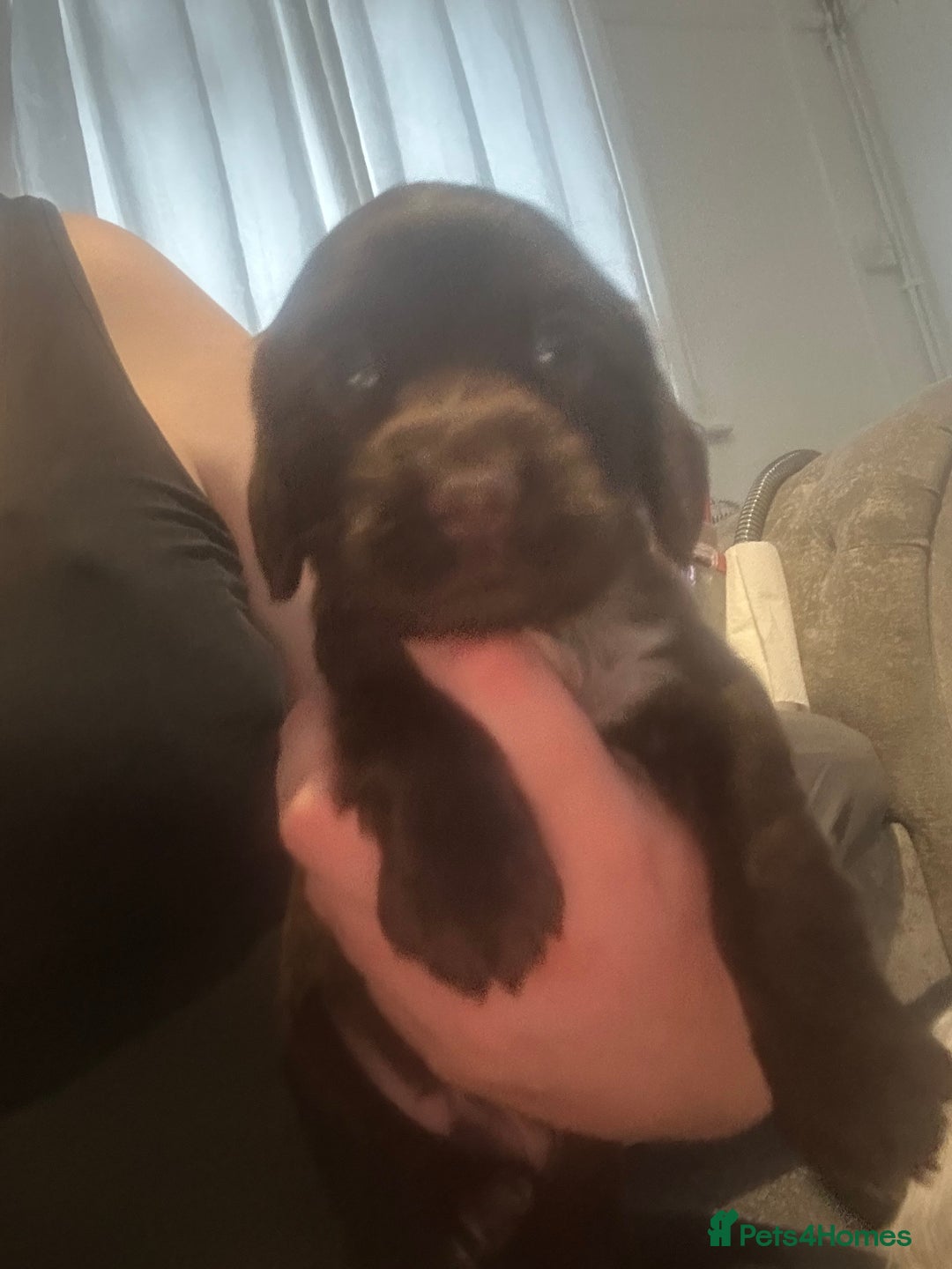 Cocker Spaniel dogs for sale: 🔥 rare coloured show type cocker spaniels  - Image 24