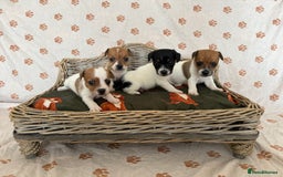 Jack Russell dogs for sale:  JACK RUSSELL PUPPIES READY NOW  - Image 2