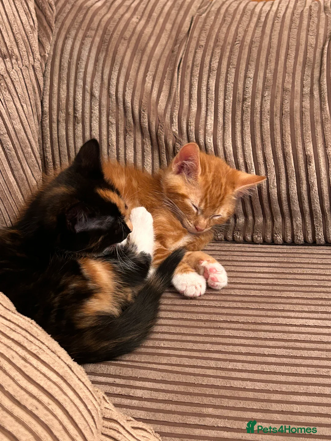 Mixed Breed cats for sale: Male Ginger Kitten - Advert 9