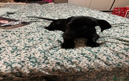 Mixed Breed dogs for sale: Beautiful boy  - Image 10