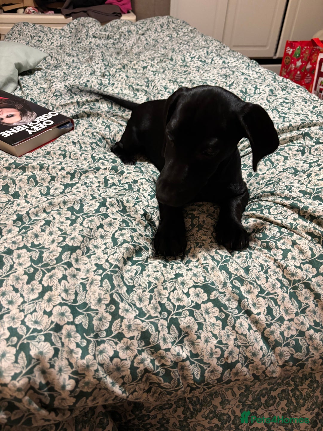 Mixed Breed dogs for sale: Beautiful boy  - Image 10