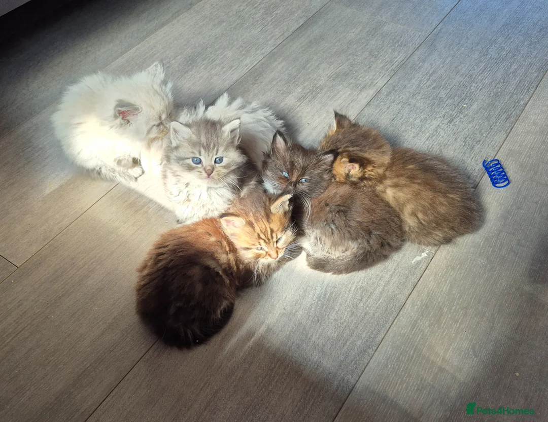 Siberian cats for sale: Stunning siberians/Neva masquerade babies  - Advert 1