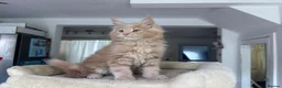 Maine Coon cats for sale: TICA Reg Maine Coon Kittens Ginger Red Cream - Advert 13