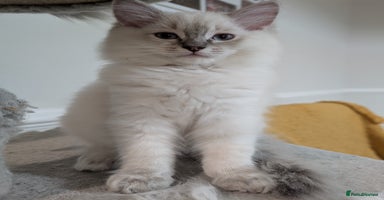 Ragdoll cats in Liverpool - Advert 2