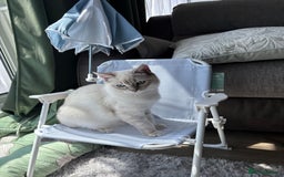 Ragdoll cats for sale: Beautiful Female ragdoll kitten  - Image 1