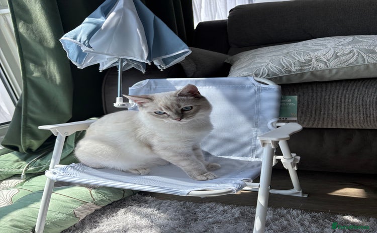 Ragdoll cats - Advert 6