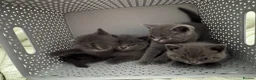 British Shorthair cats for sale: 2 beautiful British Short Hair female kittens in Buckingham - Advert 4