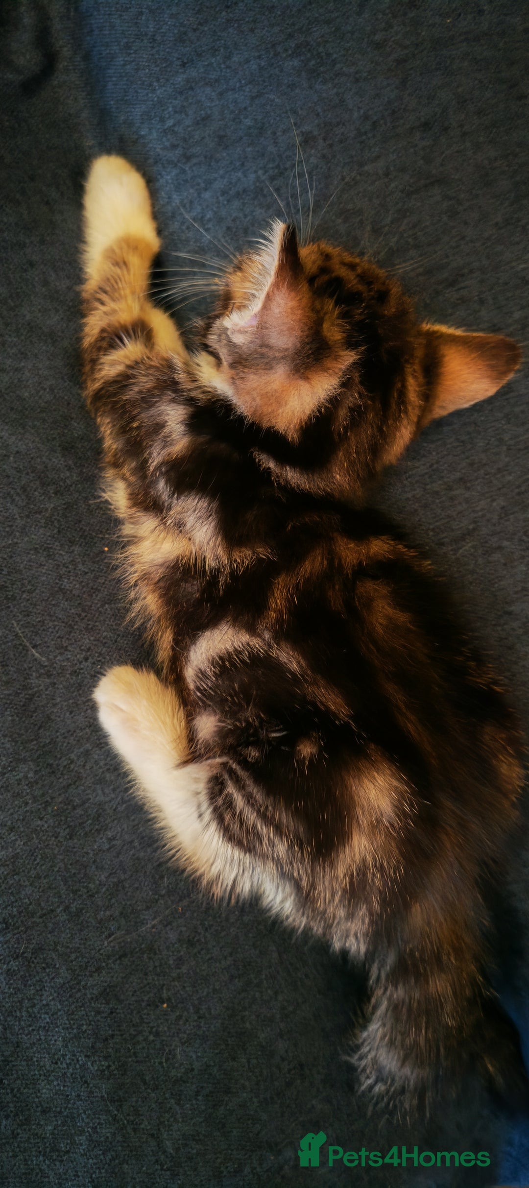 Mixed Breed cats for sale: 8 week old kittens  - Advert 3