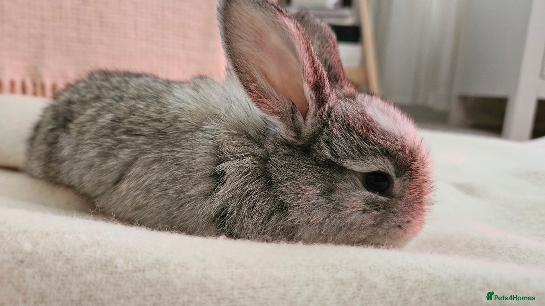 Mini Lop rabbits for sale: Adorable Baby Minilops Mixed - Image 4