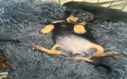Miniature Dachshund dogs for sale: Miniature Dachshund Puppies - Image 12