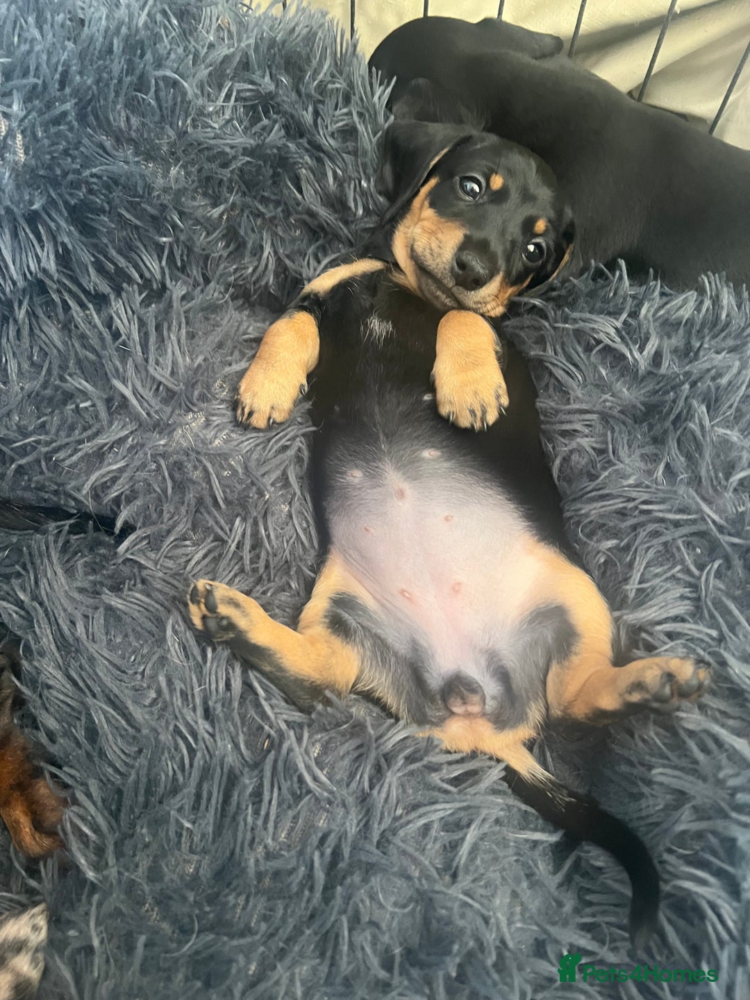Miniature Dachshund dogs for sale: Miniature Dachshund Puppies - Image 12