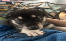 Siberian Husky dogs for sale: Beautiful husky puppies 2 girls & 4 boys left.  - Image 13