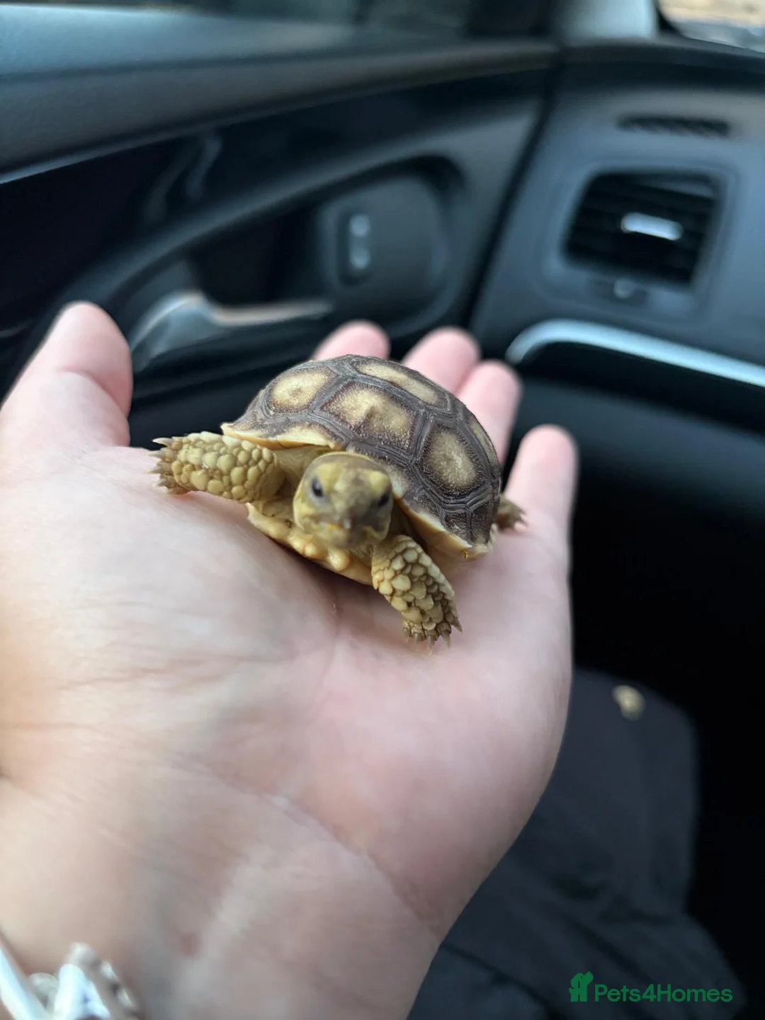 Tortoise reptiles for sale: Sulcata tortoises  - Advert 5