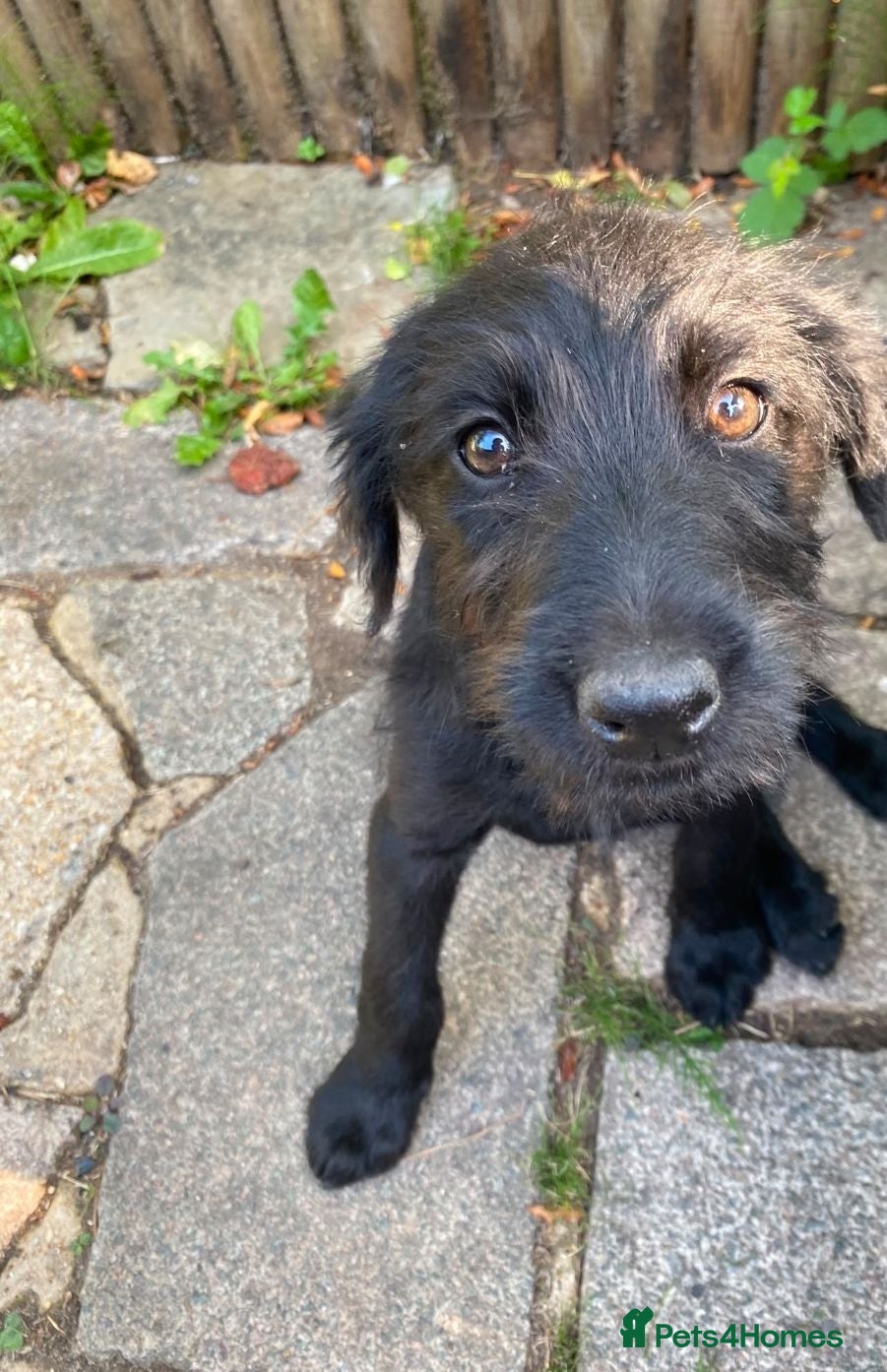 Mixed Breed dogs Female Rhoodle Puppy For Sale - Advert 7