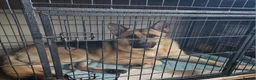 German Shepherd dogs for sale: Nearly 2 years old German shepherd Male  in London - Advert 2