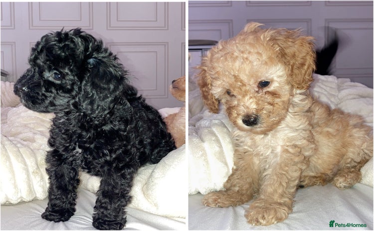 Cavapoo dogs - Advert 2