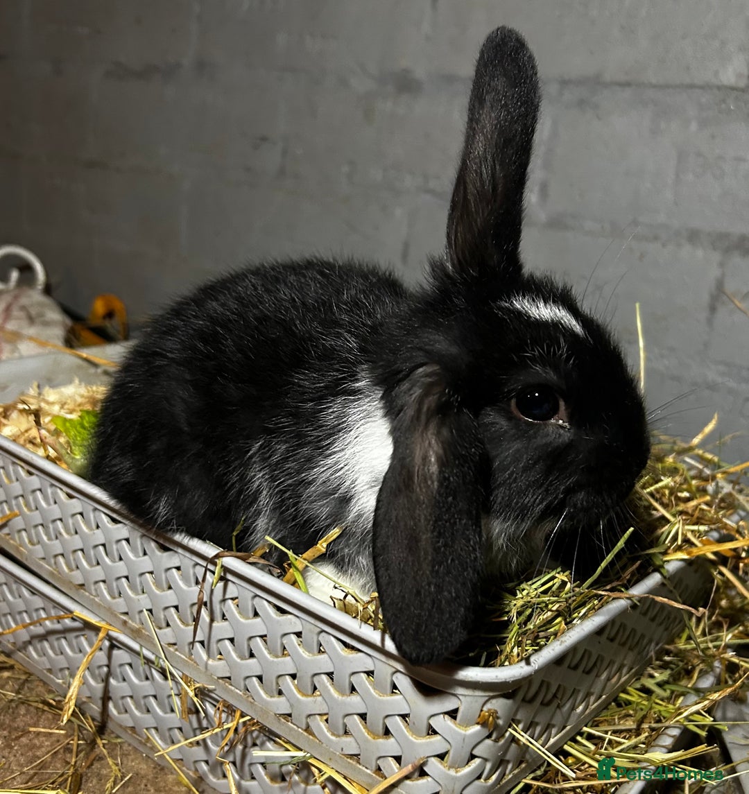 Mixed Breed rabbits for sale: Baby lion head and lop mix  - Advert 3