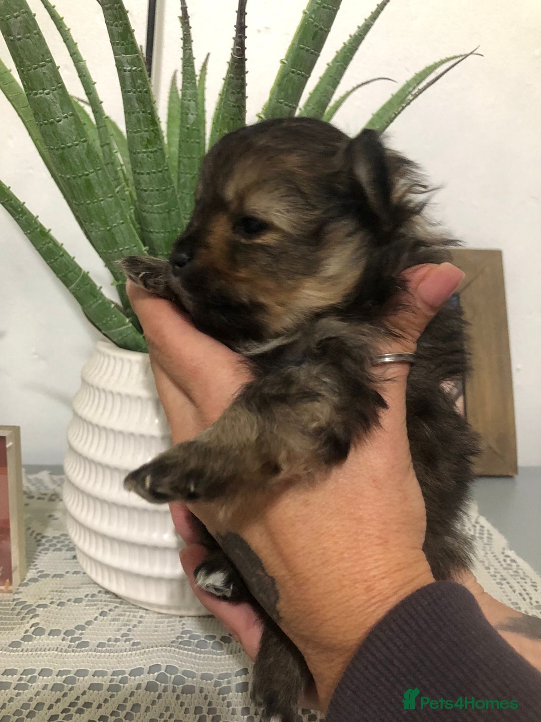 Pomeranian dogs for sale: Pomeranian Puppies  - Advert 8