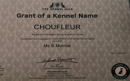 Miniature Poodle dogs for sale: 1 reserved 2 remaining ready 15th October  - Image 17