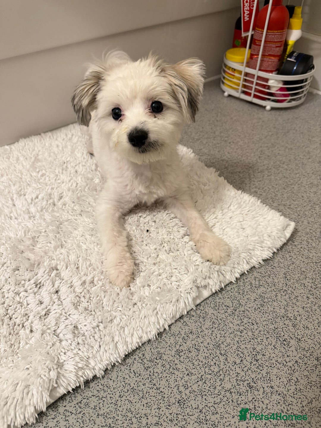 Mixed Breed dogs for sale: Oreo- mixed breed  - Advert 2