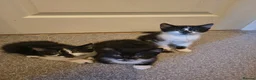 Mixed Breed cats for sale: 3 cute kittens (1 boy,2 girls) - Advert 3