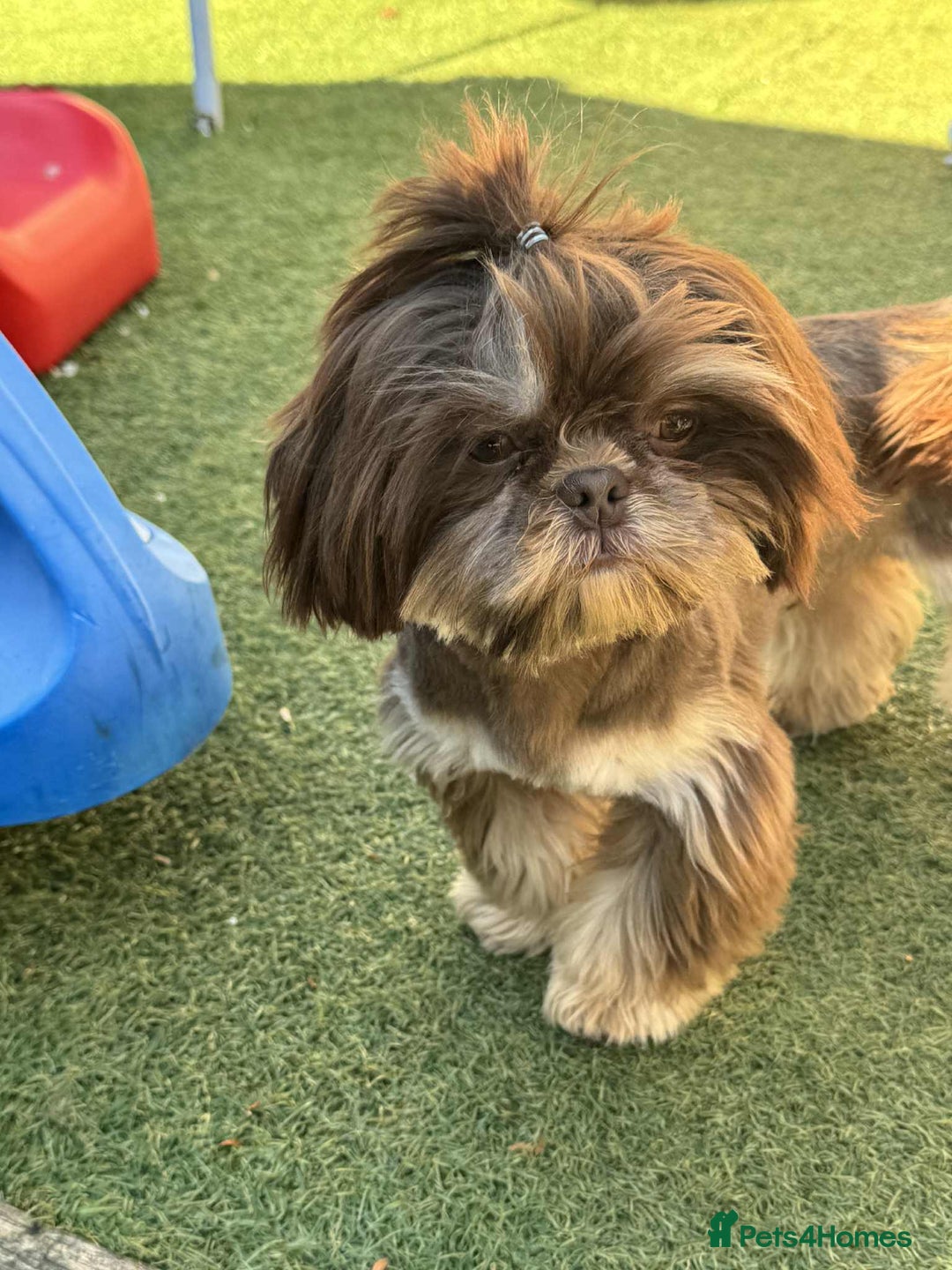 Shih Tzu dogs for stud: BAILEY. Choc dobie carries blue  - Image 6