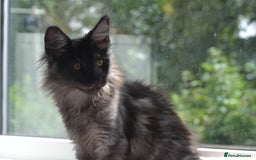 Maine Coon cats for sale: Tica Registered Maine Coon Kittens *ready now* - Image 11